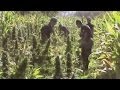 15,000 marijuana plants found in Peru by police