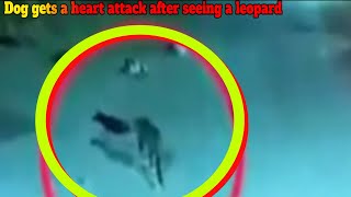 Dog gets a heart attack after seeing a leopard!!!