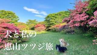 【北海道犬連れ車中泊一人旅】3泊4日　道南ツツジ旅〜大沼国定公園＆恵山つつじ公園を歩く