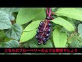 【危険】あなたの身近に潜む猛毒植物7選