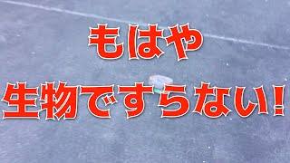 【妖怪グッズ】かっぱコレ#76　たわし【大内かっぱハウス】【銚子市】