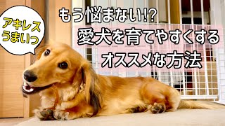 半年育てて分かった【愛犬を育てやすくするオススメな方法】/初めてのアキレス