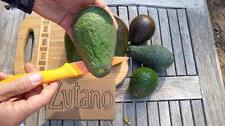 Zutano avocado: a profile