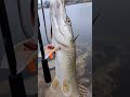 ЩУКА на спиннинг ЗИМОЙ рыбалка2025 рыбалка спиннинг джиг рыба щука fishing fish