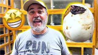 Hatching Super Rare Python Babies🤩