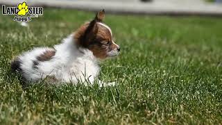 Adorable Papillon Puppies