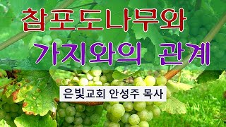 2022년8월21일/은빛교회주일예배/안성주 목사/“참포도나무와 가지와의 관계”(요한복음15장5절)