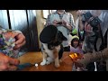 和歌山電鐵 貴志川線 猫のスーパー駅長「たま」