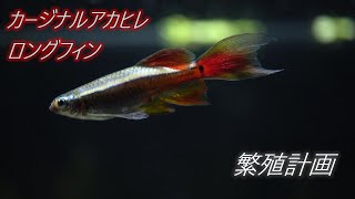 【カージナルアカヒレ ロングフィン　繁殖計画①】始動