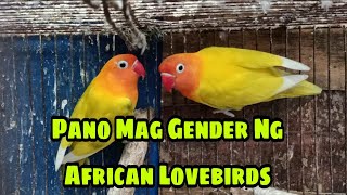 PAANO MALAMAN KUNG COCK AT HEN ANG LOVEBIRDS | ALABBIRD-TEAM MAPAGMAHAL