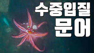 [다리tv] 수중 영상!!! 순식간에 에기를 덮치는 문어 입질 !!! 문어 꼬시는 현란한 액숀!!!