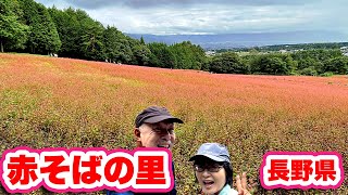 長野県の秘境！赤そばの里で広がるピンクの絨毯【絶景】東京ドーム級の広さ！秋を満喫できる【観光名所】全国的にも珍しい赤そばは必見！【旅行VLOG、レビュー】南アルプスを見渡す高台で眺望抜群！