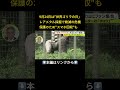 ⬆️本編はリンクから⬆️レアメタル採掘等で絶滅危機…『世界ゴリラの日』環境保護のためスマホ回収ボックス設置 日本モンキーセンター shorts