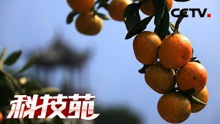 《科技苑》吃“海鲜”放鸡鹅 柑橘大又甜 20190328 | CCTV农业