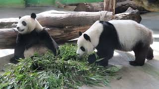 20220819 圓仔今放工程假 圓圓圓寶獨當家(早餐上) Giant Panda Yuan Yuan \u0026 Yuan Bao