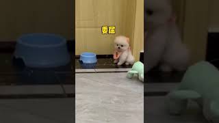 Cute Puppy lovely  Care #short #2656