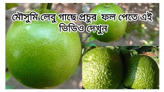 মৌসুমী লেবু গাছে প্রচুর ফুল পেতে ও ফল ধরাতে। কি কি দেবেন সারা বছর।