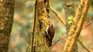 Treecreeper Behavior