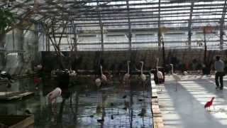 フラミンゴなどなど　掛川花鳥園・オオハシとトキの水辺 （Flamingo / Phoenicopterus）