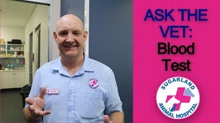 ASK THE VET: Why does my pet need a blood test before surgery?