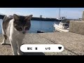 【猫島】猫の楽園だった熊本県湯島