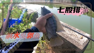 七股排溝輕鬆釣魚#黑公#鹹水吳郭魚#虱目魚