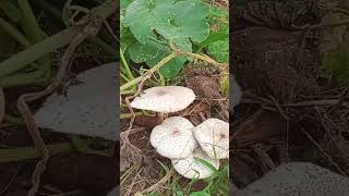 Mushroom 🍄 grown on cow dung in our garden...