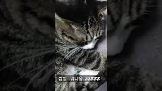 자다가 입맛 다시는 냥이