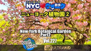 [4K]🇺🇸NYCウォーク  Vol.227　ニューヨーク植物園（New York Botanical Garden）テインファミリー・フォレスト(Thain Family Forest）