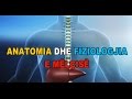 ANATOMIA DHE FIZIOLOGJIA E MËLÇISË - 3D