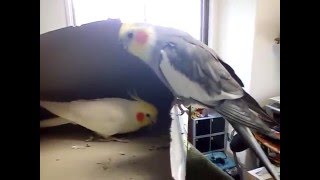 オカメインコ大百科 ★ テントで遊ぶ - Cockatiels playing in/on a tent