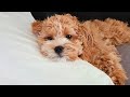 5 Reasons Why You Should Get A Cavapoo/Poodle Mix