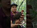 Mikat burung puyuh hutan...