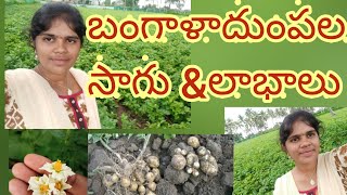 బంగాళాదుంపల  సాగు \u0026లాభాలు... potatoes farming #cultivation of potatoes