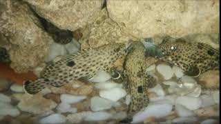 fingerling orange spotted grouper tug war LIVE FEEDING.