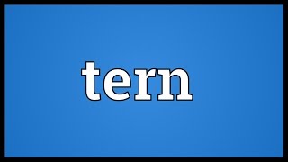 Tern Meaning Tern Meaning