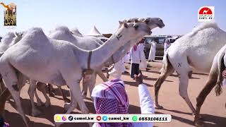 مسيرة منقية / ماشع بن عوض بن هادي الذيابي وأبناءه