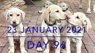 【生後96日】10頭のラブラドールの子犬・出産から巣立ちまで  [Day 9] Ten Labrador Puppies - from birth to leaving the nest -