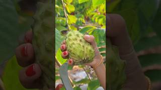 Custard Apple Cutting \