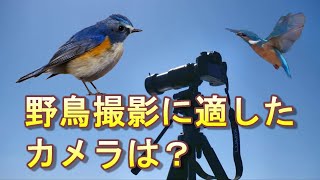 【カメラ選び】野鳥撮影に適したカメラとは：フルサイズ、APS-C、マイクロ4/3、コンパクト望遠ズーム