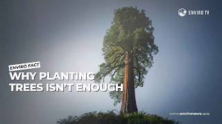 Can Trees Alone Stop Climate Change? (The Truth Explained)