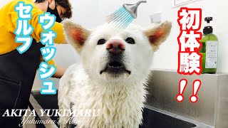 【カインズホーム】大型犬ってセルフウォッシュでシャンプー出来るの！？【秋田犬】【Akita Puppy】