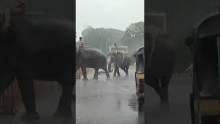 ಮೈಸೂರು ದಸರಾ 2022 | ಅಭಿಮನ್ಯು | Mysore Dasara  2022 | Mysuru | Elephant Abhimabnyu | Chamundeshvari