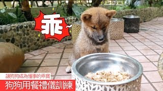 狗狗挑食偏食？狗狗護食？狗狗不聽話？教你簡單一招解決這些難題