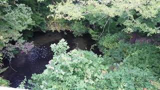 万博公園　万博公園駅側入り口から　ソラード（森の空中観察路）まで　紅葉には　早かったです　大阪モノレール　万博公園駅