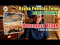 USAHA PENETASAN TELUR BEBEK