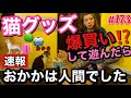 速報⚠️ウチの猫おかかは人間でした🐈猫グッズ爆買いして遊び倒したけどこの有様🥲なんでなの？ウチだけ？