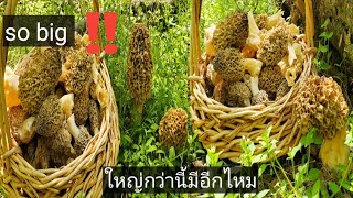 เห็ดมอเรลปี 2021 คลิปเก็บตกลงไม่หมดสัดทีเยอะจริงๆ