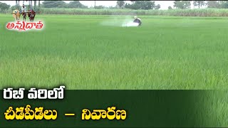 Blast Stemborer Hispa Mites in Rabi Paddy | రబీ వరిలో చీడపీడలు