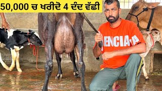 50,000 ਚ ਖਰੀਦੋ 4 ਦੰਦ ਵੱਛੀ 2 ਸੂਆ ਇੱਕ 6#ਦੰਦ ਜਰਸੀ ਕ੍ਰੋਸ ਵੱਛੀ ਤਾਜ਼ੀ ਸੂਈ ਰੇਟ ਜ਼ਮਾਂ ਘੱਟ!!